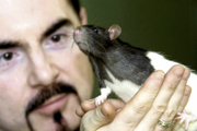 James Pfaus and rat